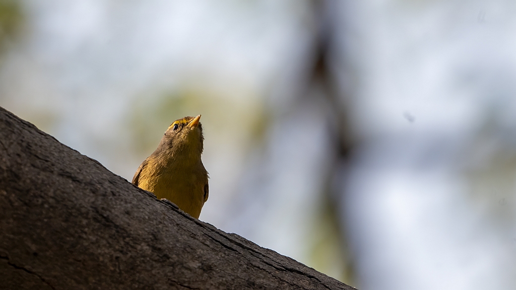 Sulphur-bellied Warbler